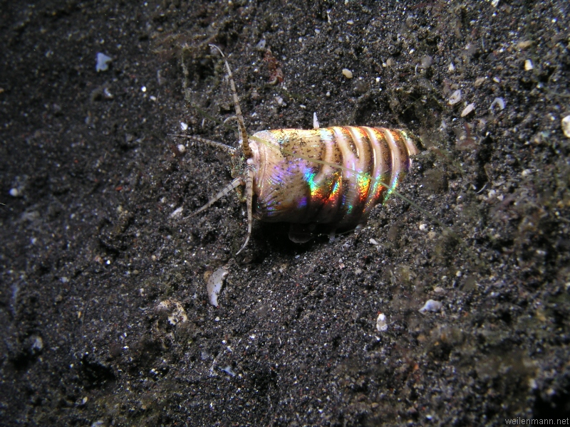 Bobbit Worm